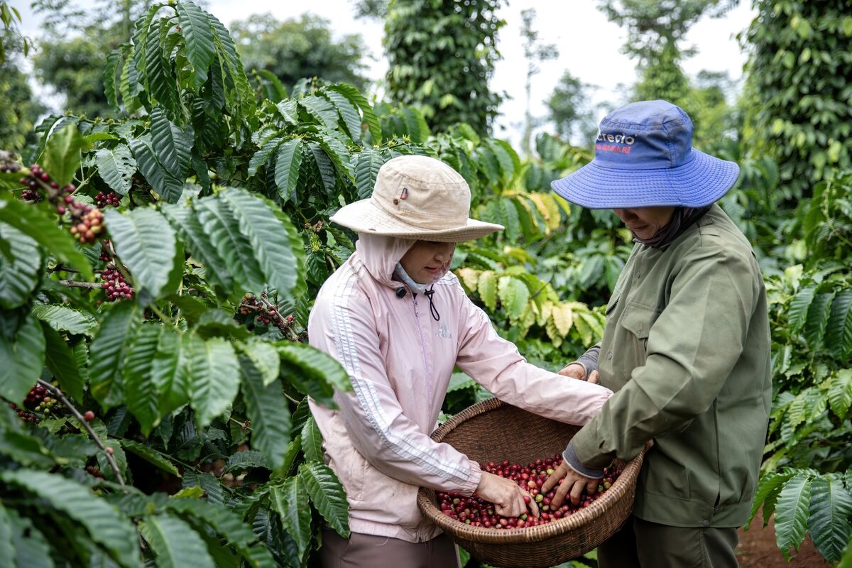 Vietnam'da Çiftçilere Yönelik Hava Sigortası Artışı