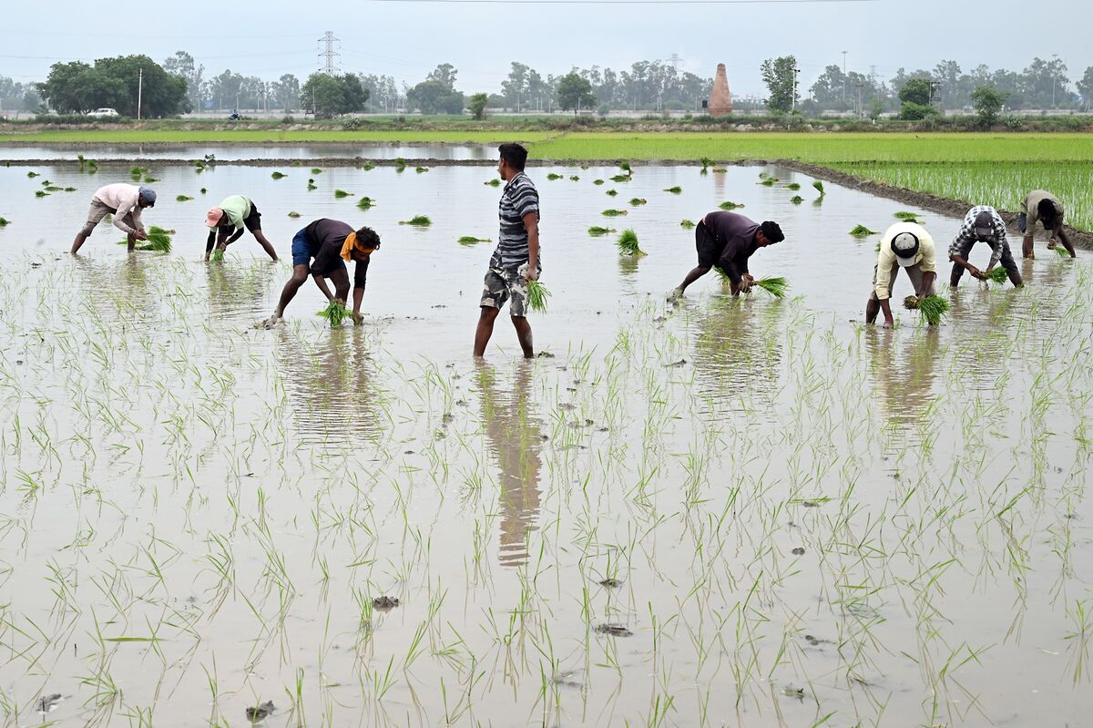 El Niño'nun Hindistan Monsoon'una Etkisi